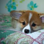 Reddybook Review: How This Platform Redefines Digital Publishing and Boosts Engagement with 11xplay Integration