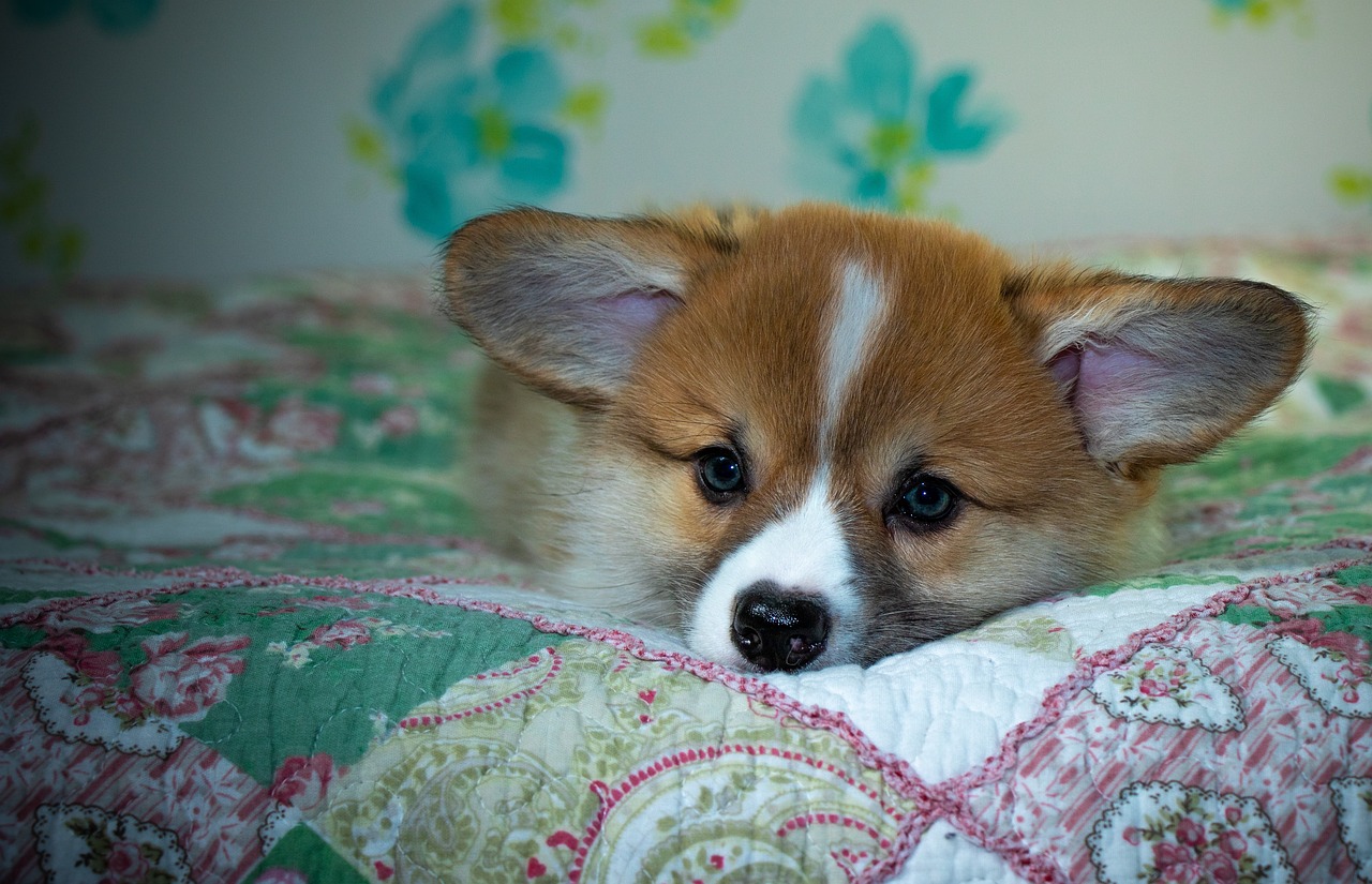 Reddybook Review: How This Platform Redefines Digital Publishing and Boosts Engagement with 11xplay Integration